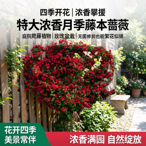 四季开花月季藤本蔷薇花苗特大浓香攀援花卉庭院爬藤植物玫瑰盆栽