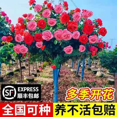 棒棒糖树桩月季花树四季开花卉树苗室外庭院特大玫瑰花苗盆栽植物