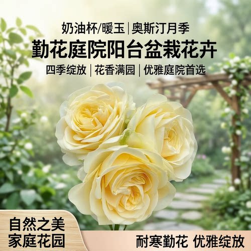 奶油杯/暖玉奥斯汀月季花苗