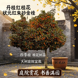 丹桂红桂花状元红朱砂金桂四季桂桂花树苗大树庭院盆栽征地桂花树