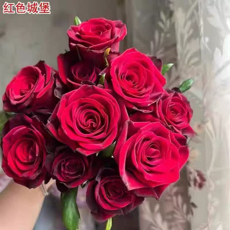 新品红色城堡月季花苗