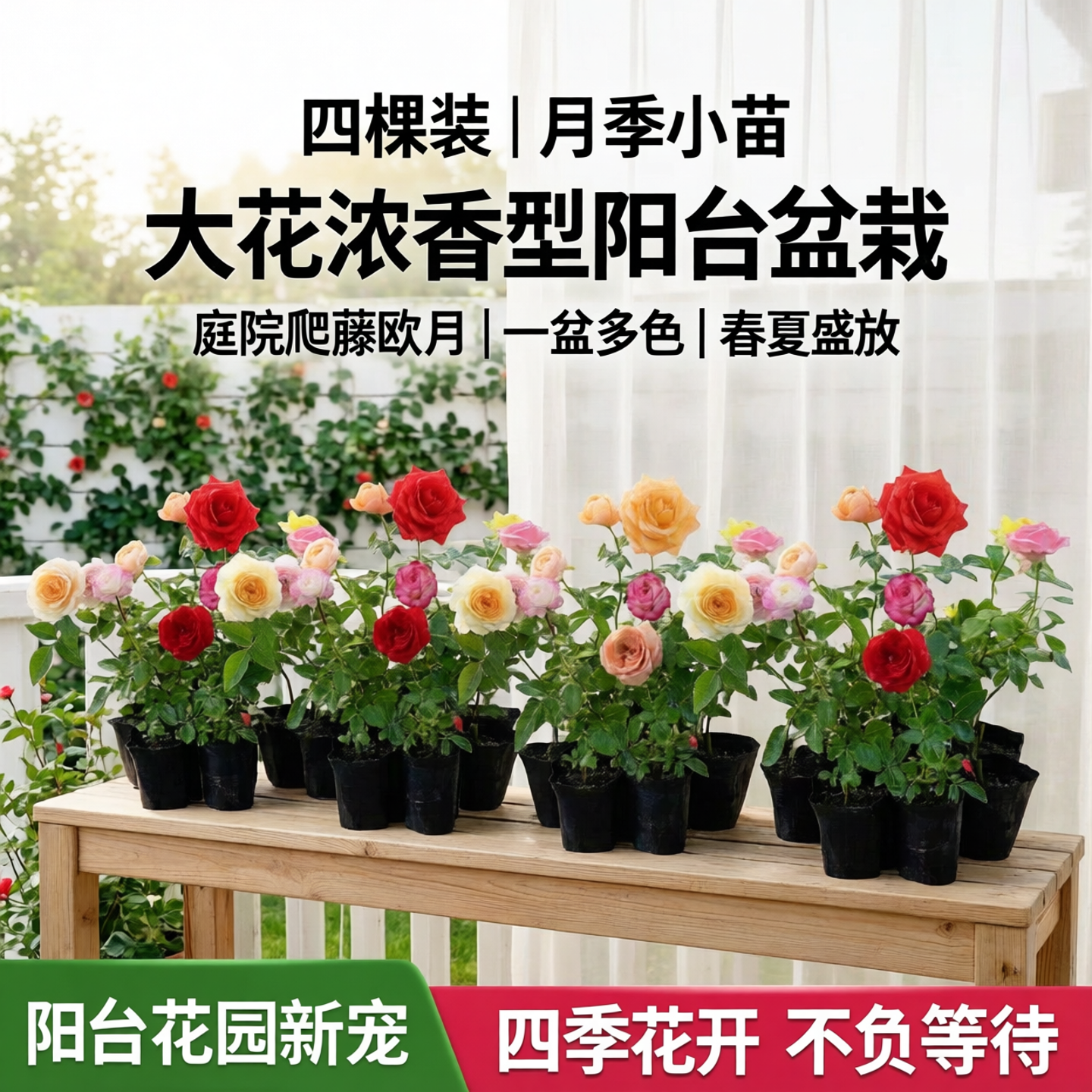【四棵装】月季小苗灌木阳台盆栽大花浓香型庭院爬藤欧月