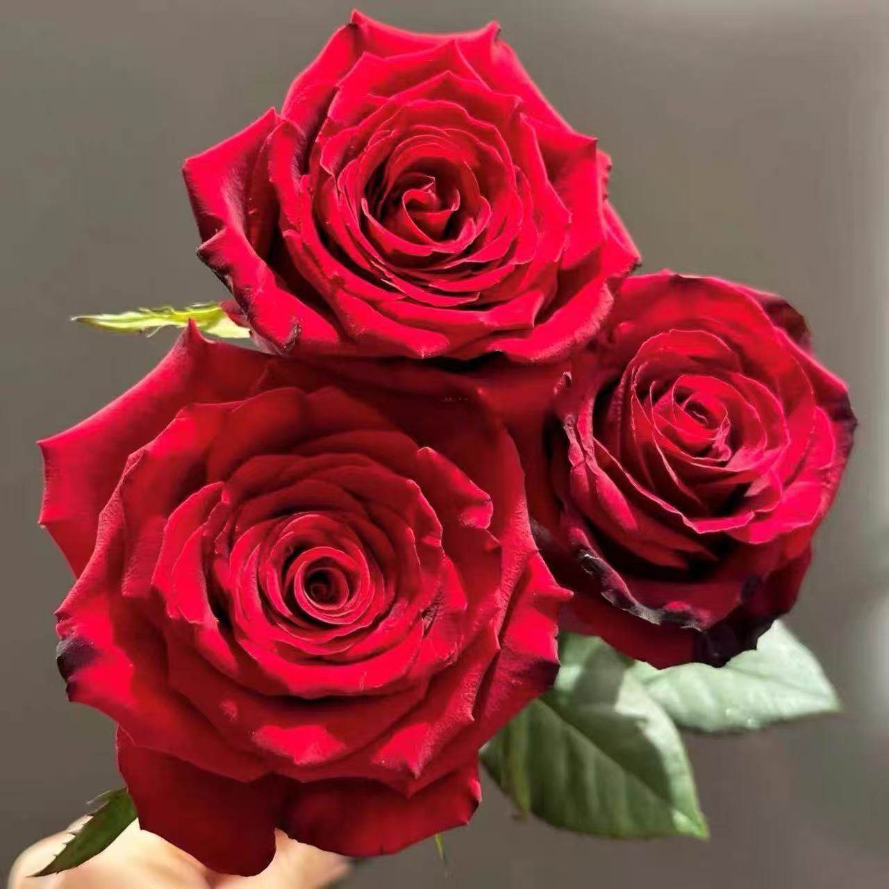 红新娘切花月季大花红色花卉少刺丰花绿植阳台盆栽植物大红玫瑰,鲜花速递/花卉仿真/绿植园艺,月季/蔷薇/玫瑰,淘宝优惠券,粉丝福利购,淘宝优惠卷