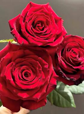 红新娘切花月季大花红色花卉少刺丰花绿植阳台盆栽植物大红玫瑰