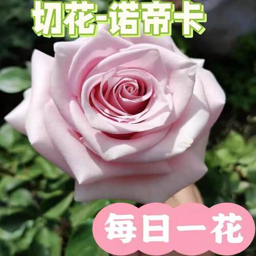诺帝卡勤花切花月季苗阳台盆栽