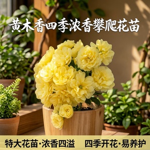 红木香花四季红色爬藤植物特大花苗盆栽攀爬浓香花卉黄木香七里香