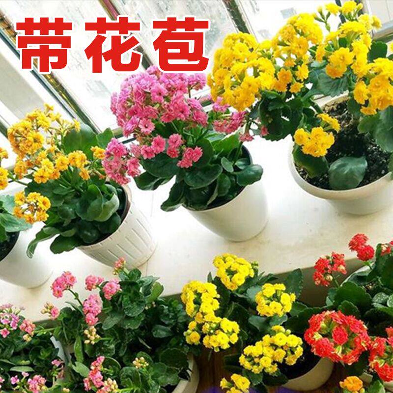 长寿花盆栽重瓣花花苗大花植物室内花卉带花苞四季开花新品绿巴黎