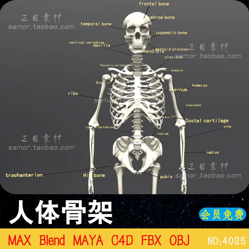 人类骨骼骨架实验模型C4D设计3D素材MAYA建模渲染文件Blender三维