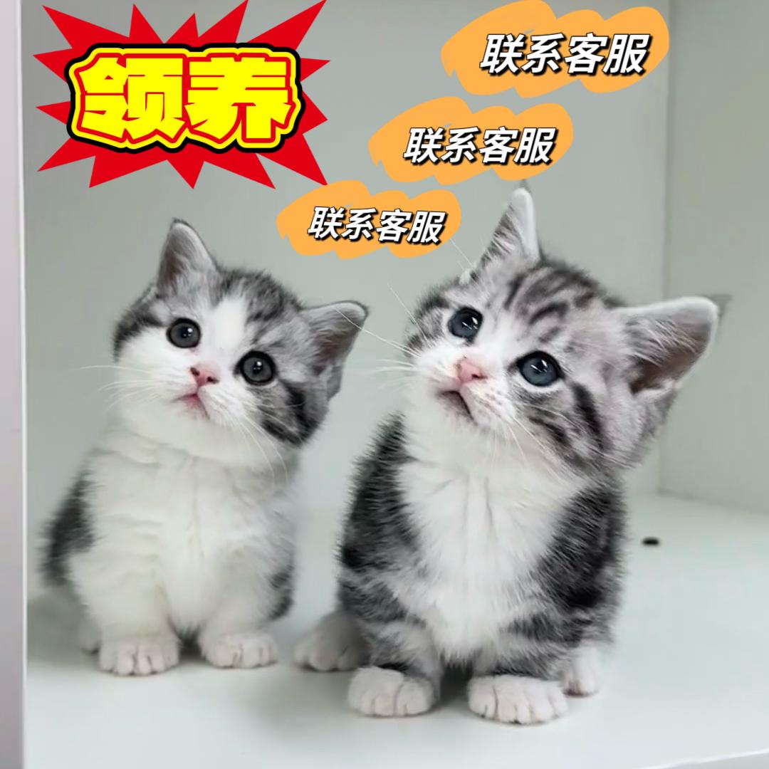 猫咪猫幼猫小猫宠物兔子活体活物银金渐层布偶幼崽蓝猫美短金吉拉