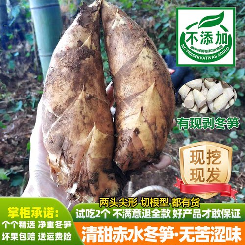 精选两头尖现挖黄泥冬笋
