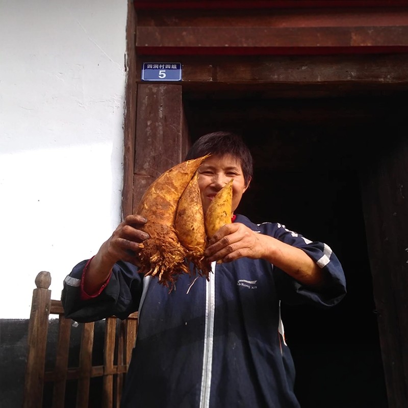 新鲜冬笋贵州赤水农家现挖现发野生竹笋黄泥楠竹冬笋毛竹嫩笋甜笋