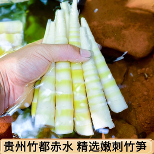 小竹笋新鲜刺竹笋罗汉笋方竹笋水竹笋嫩笋尖火锅食材笋商用非四川