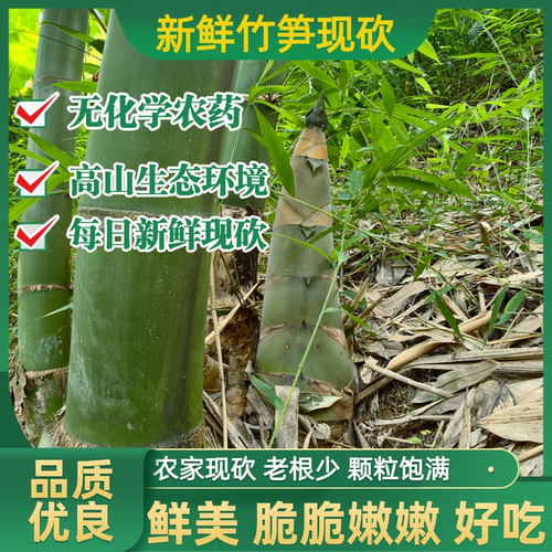 新鲜现挖广西大头笋甜笋八渡棉麻竹笋农家野生菜笋桂林夏笋泡酸笋