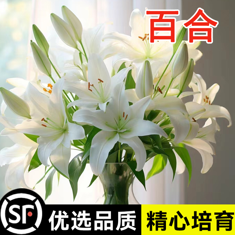 水培重瓣香水百合花种球四季开郁金香盆栽鲜花庭院绿植物花卉种子