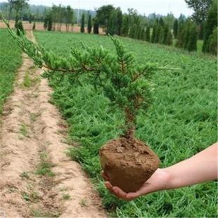 盆栽迎客松盆景真树苗地柏造型苗四季 常青室内外庭院植物耐寒耐热