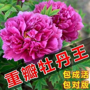 正宗洛阳牡丹带芽苞包活庭院阳台绿植重瓣花卉花苗盆栽四季易活
