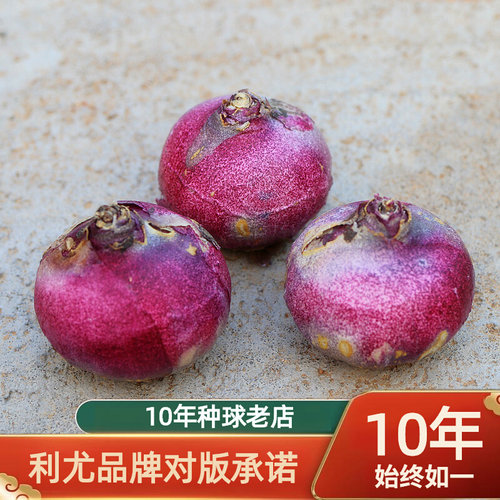 荷兰进口风信子种球3颗 冬季盆栽土培水培四季耐寒大球花卉绿植花