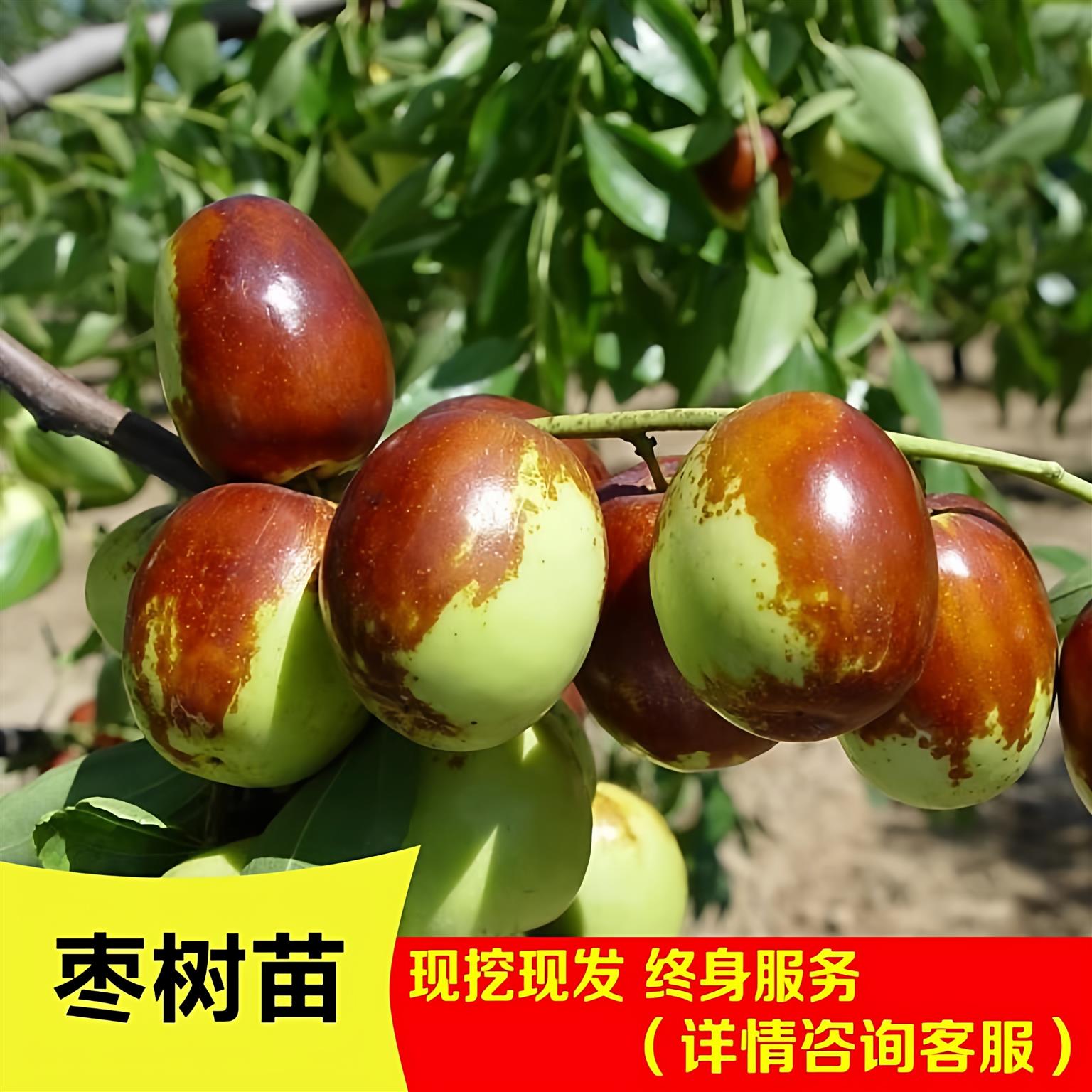 枣树活苗嫁接冬枣地栽当年结果南方北方大枣超甜特大庭院果树果苗