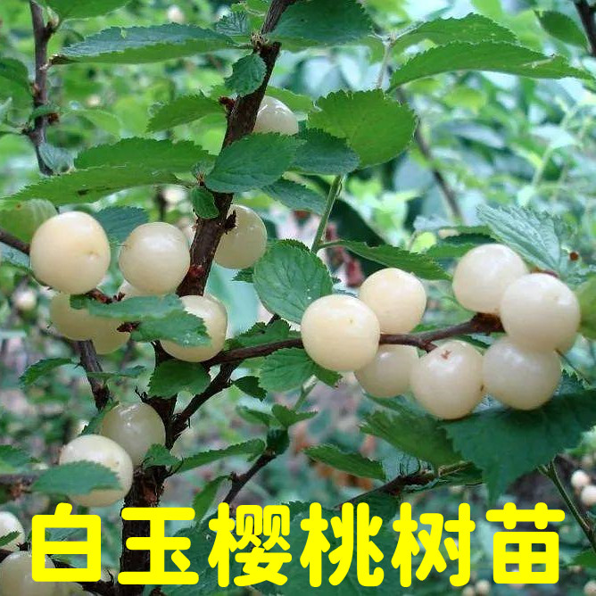 白玉樱桃苗耐寒抗冻小樱桃野樱桃树苗白玉毛樱桃白珍珠果树苗