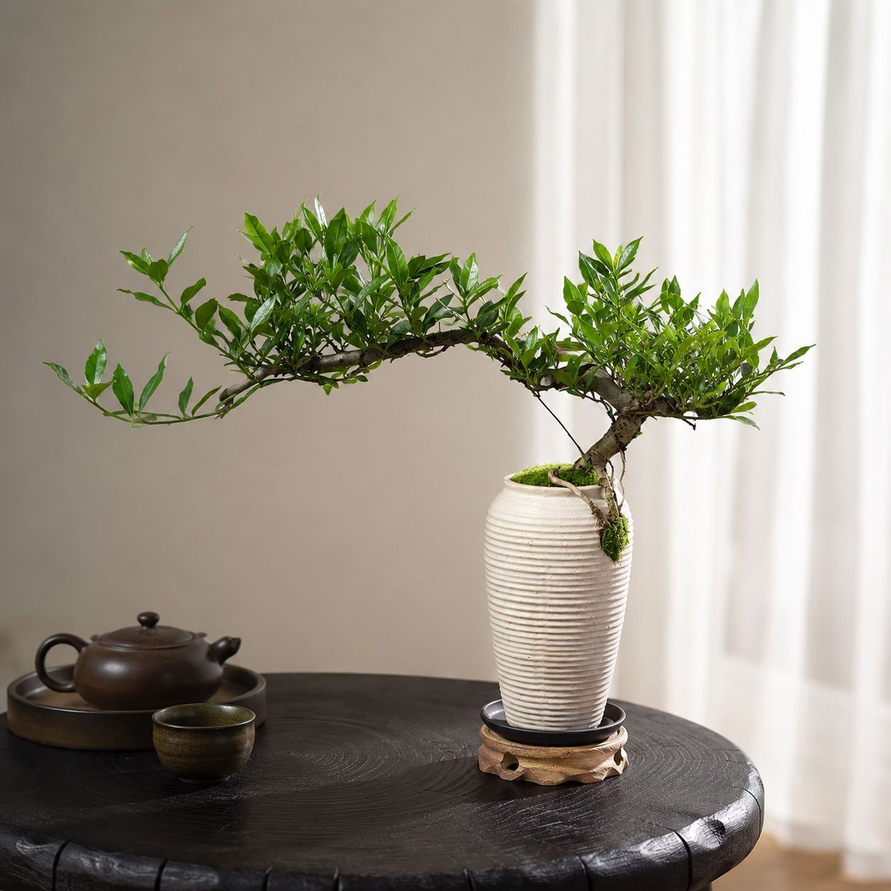 小叶清誉栀子花盆栽悬崖老桩盆景室内桌面植物茶室禅意好养绿植