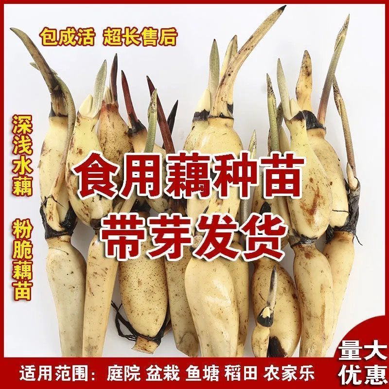 食用莲藕种苗种根池田高产大型蔬菜莲藕荷花苗粉脆籽藕种根苗藕苗