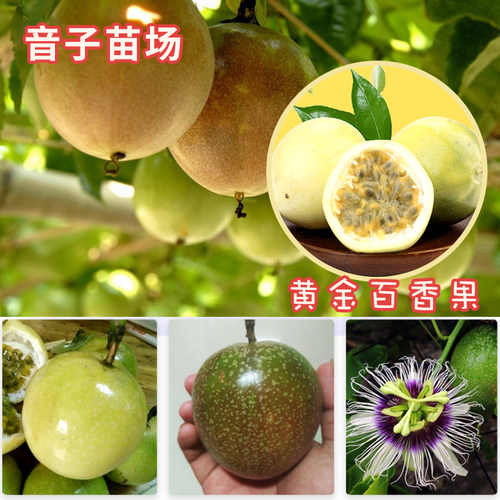 黄金百香果苗木瓜爬藤四季结果