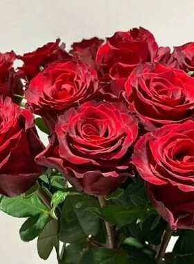 传奇 中苗红色大花月季玫瑰直立好 多季开花勤花 净化空气室外