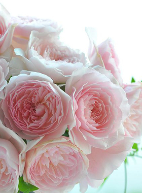 美咲/Misaki  日本新品月季花苗  庭院玫瑰丰花浓香月季玫瑰花