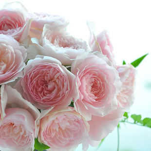 月季 花苗 Misaki 庭院玫瑰丰花浓香月季 玫瑰花 日本新品 美咲