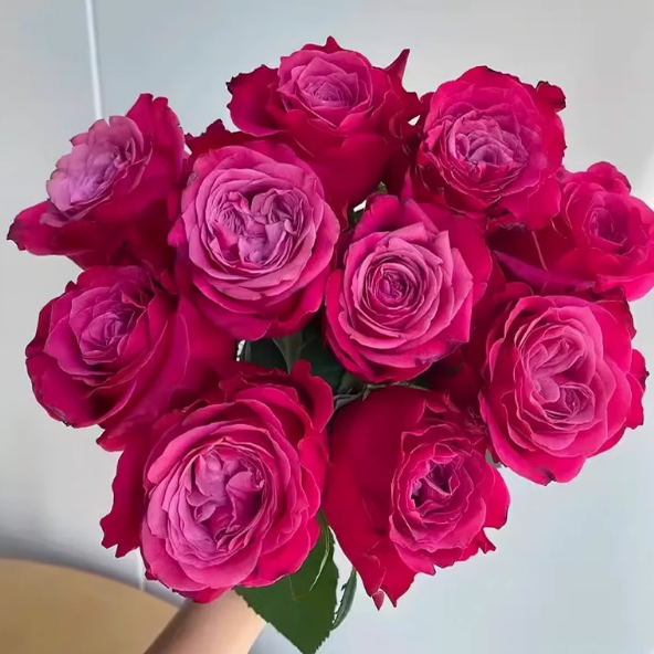 【苏珊】超新品月季深紫复色切花月季花苗阳台盆栽地栽大苗四季