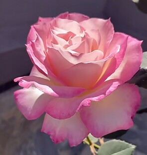 六翼天使 小苗勤花抗病灌木花卉阳台庭院植物盆栽苗 扦插河本月季