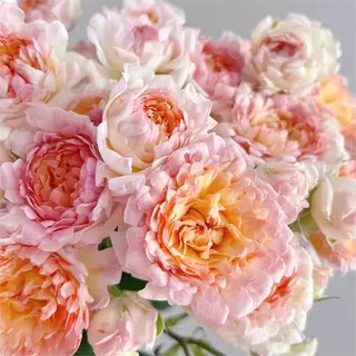 桃子海葵小苗新品花苗盆栽月季 小清新 阳台庭院系列,鲜花速递/花卉仿真/绿植园艺,月季/蔷薇/玫瑰,淘宝优惠券,粉丝福利购,淘宝优惠卷