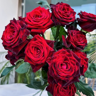 花苗 巴 扦插 黑 克 阳台庭院黑红色庭院阳台盆栽 春色一号月季