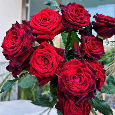 春色一号月季小苗春色满园月季园