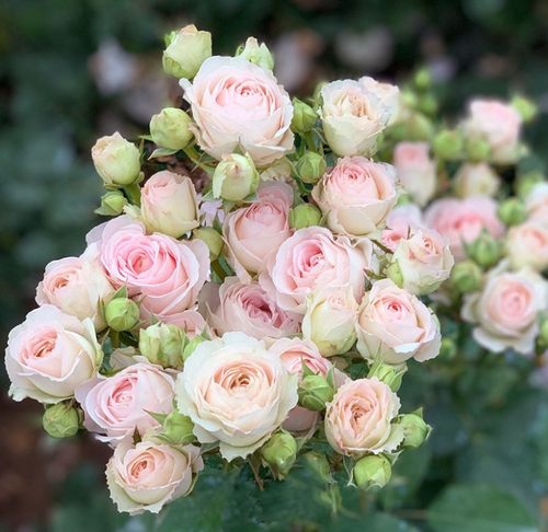 陶瓷蕾丝小苗春色满园月季园