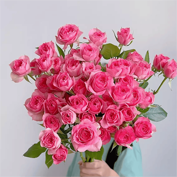 阳台花卉多头泡泡玫瑰春色满园