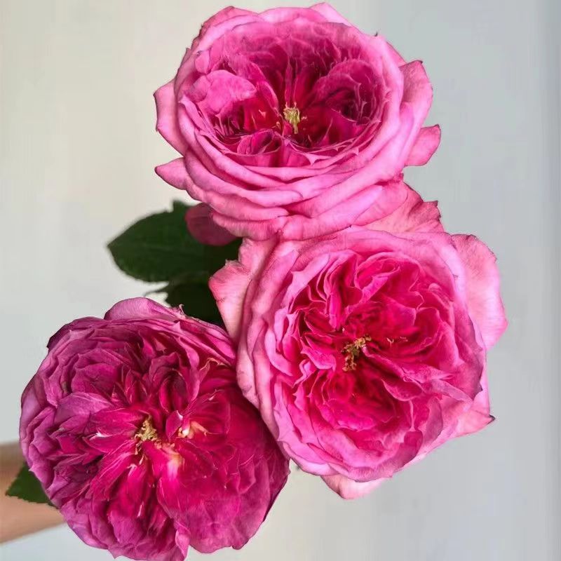 蓝莓蛋糕中大苗 戴尔巴德大花浓香玫瑰开花紫色花卉多季盆栽月季