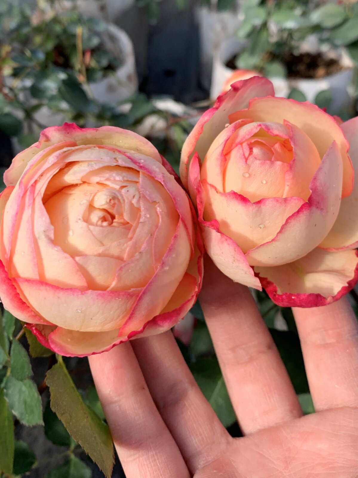古典香水中苗 新品伊芙扦插月季丰花重瓣阳台庭院灌木绿植