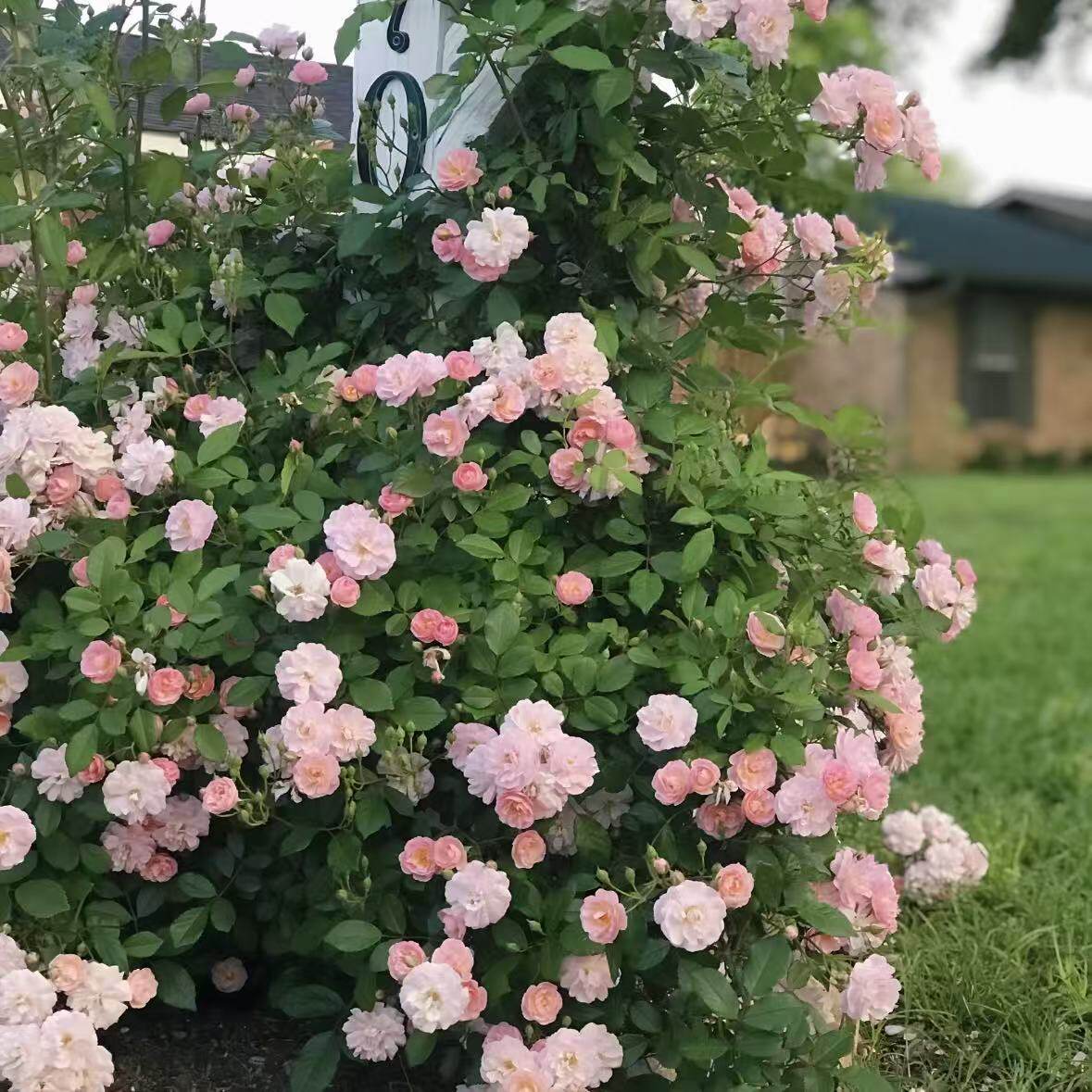 呼吸香水小苗微风香水开花机器藤本盆栽地栽大苗抗病蔷薇月季花苗