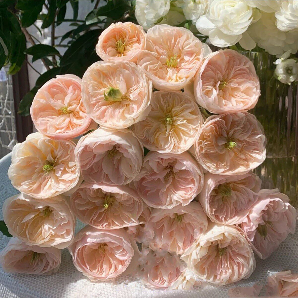 昭君 新品大卫奥斯汀慈善善举昭君玫瑰四季丰花阳台绿植盆栽花卉