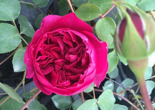 小苗 开花 红色浓香月季 多季 阳台庭院盆栽 花苗 秋日胭脂月季