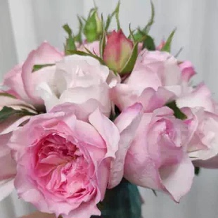 乐咲/笑声小苗 月季花苗灌木耐热耐寒盆栽阳台庭院多季开花