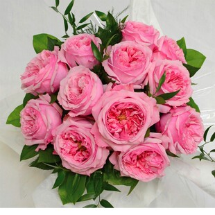 凯丽中苗带盆栽好 奥斯汀中大轮花朵 玫粉色包子 长势旺盛直月季