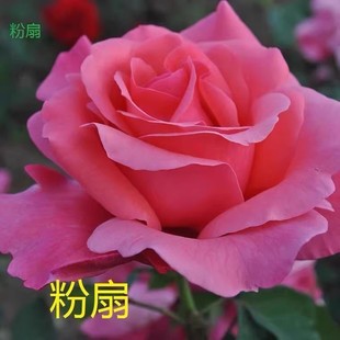 阳台庭院花期长耐寒国月花卉 花苗 粉扇小苗 扦插大花抗病耐晒月季