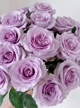 紫霞仙子中苗   云南切花花苗  紫色 花卉盆栽地栽阳台绿色植月季