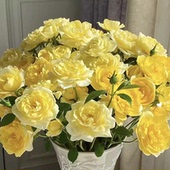 黄果汁小苗 果汁阳台芽变 抗病花量大复花快丰花勤花阳台微月