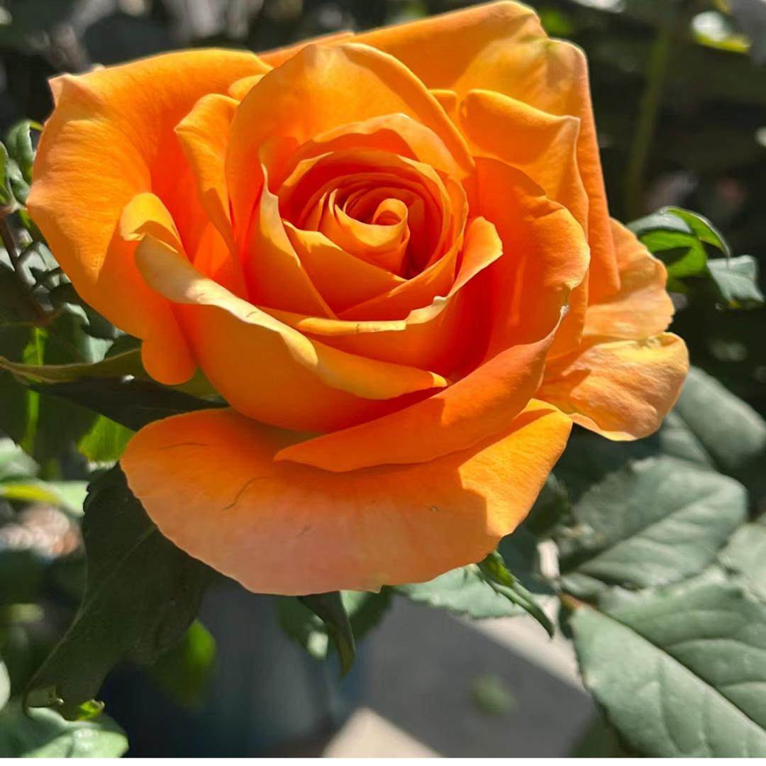 橙意 中苗超新品切花灌木玫瑰月季花苗盆栽地栽绿植花卉阳台,鲜花速递/花卉仿真/绿植园艺,月季/蔷薇/玫瑰,淘宝优惠券,粉丝福利购,淘宝优惠卷