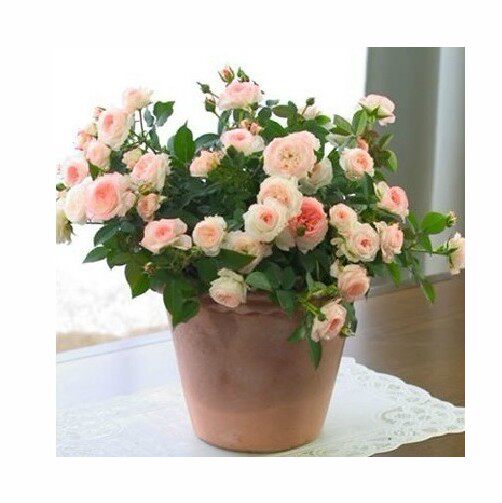 可爱多中苗 矮小型微月多头月季开花机器 勤花丰花盆栽阳台绿植