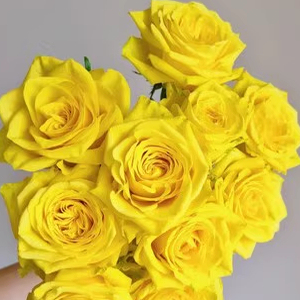 迈阿密月季小苗超新品月季