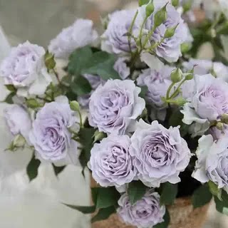 霁色小苗月季浓香灌木花苗阳台图片